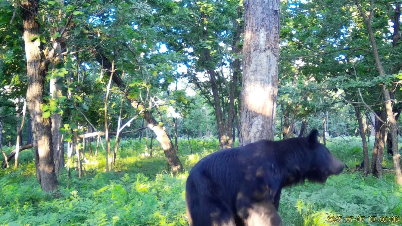 Эмоциональный "танец" медведя попал на видео в заказнике Приморья
